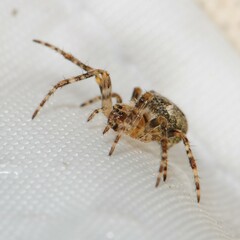 Araneus nordmanni