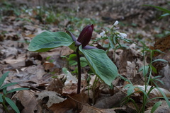 Trillium sessile