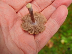 Collybiopsis peronata