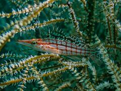 Oxycirrhites typus