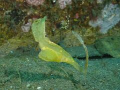 Solenostomus cyanopterus