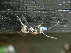 Myrma