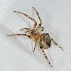 Araneus nordmanni