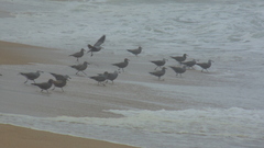 Leucophaeus modestus