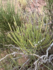 Ephedra viridis