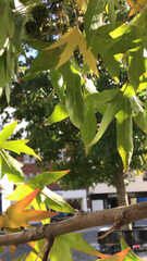 Liquidambar formosana