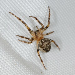 Araneus nordmanni