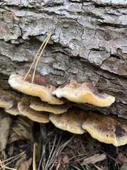 Mensularia radiata