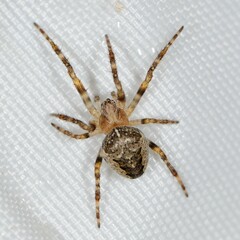 Araneus nordmanni