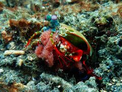 Odontodactylus scyllarus