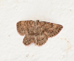 Stenoporpia margueritae