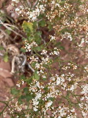 Eriogonum corymbosum