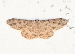 Scopula plantagenaria