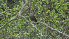 Cinclodes patagonicus