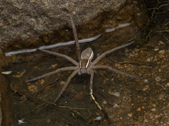 Nilus