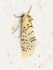 Chrysoecia atrolinea