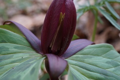 Trillium sessile