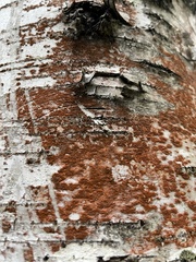 Melanelixia subaurifera