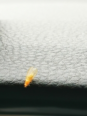 Chyromyidae