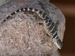 Sceloporus poinsettii