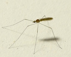 Limoniidae