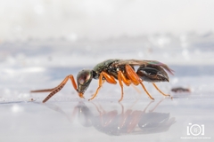 Adelphe anisomorphae