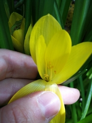 Sternbergia lutea