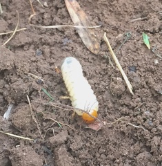 Popillia japonica