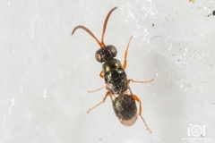 Adelphe anisomorphae