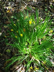 Sternbergia lutea