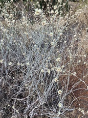Eriogonum elongatum