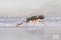 Adelphe anisomorphae