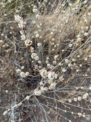 Eriogonum elongatum