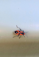 Melanerythrus mactans