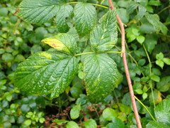 Phragmidium rubi-idaei