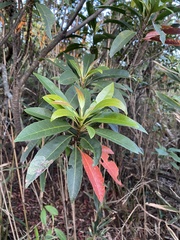 Elaeocarpus decipiens