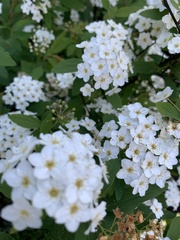 Spiraea cantoniensis