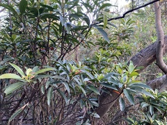 Elaeocarpus decipiens