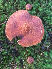 Suillus cavipes