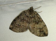 Hydriomena furcata