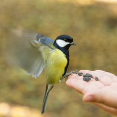 Parus major