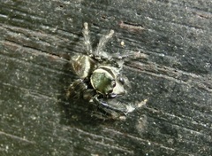 Carrhotus sannio
