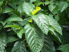 Ficus benguetensis