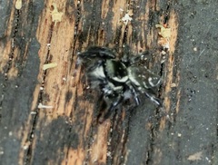 Carrhotus sannio
