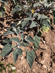 Datura innoxia