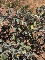 Datura innoxia