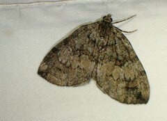 Hydriomena furcata