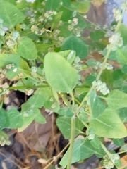 Chenopodium fremontii
