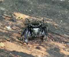 Carrhotus sannio