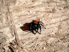 Phidippus apacheanus